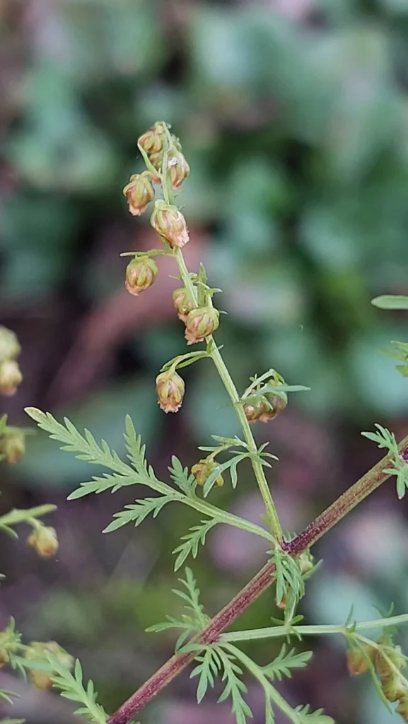 Artemisia Annua