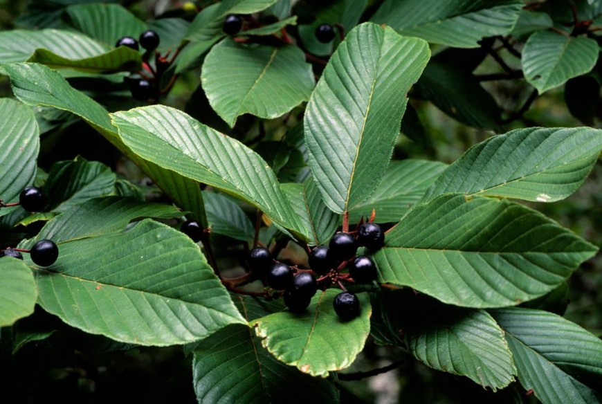 Cascara Sagrada