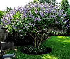 Chaste Tree