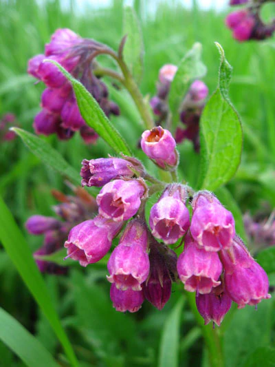 Comfrey