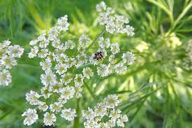 Cumin