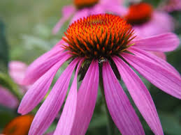 Echinacea