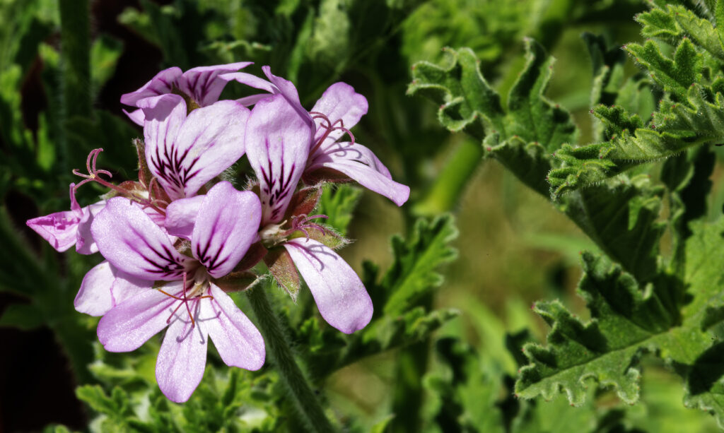 Geranium