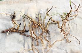 Hydrangea Root