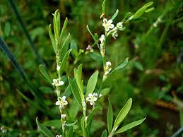 Knotgrass