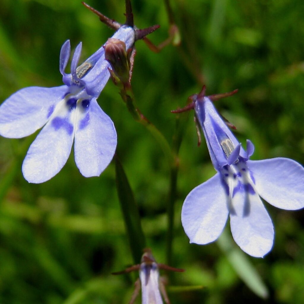 Lobelia