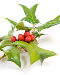 Mistletoe