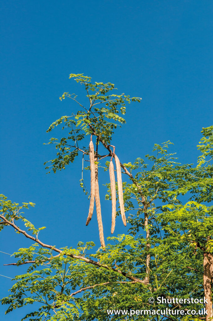 Moringa