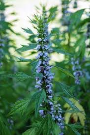 Motherwort