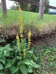 Mullein