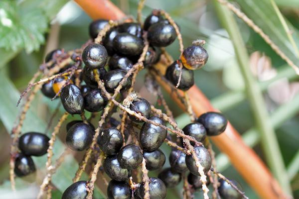 Saw Palmetto