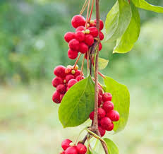 Schizandra Berries