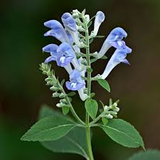 Skullcap
