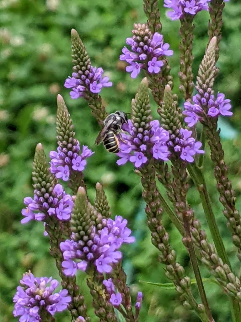 Vervain