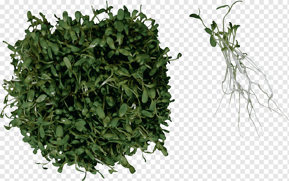 Alfalfa