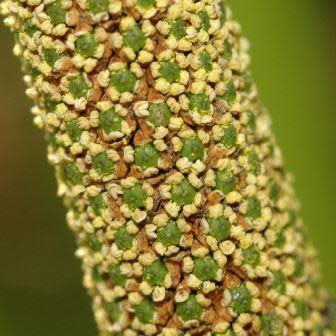 Calamus