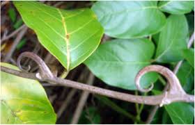 Cat’s Claw
