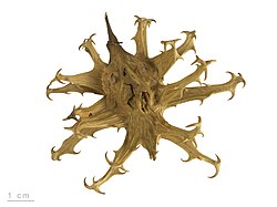 Devil’s Claw