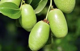 Jojoba