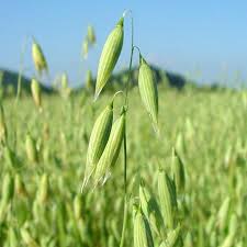 Wild Oats